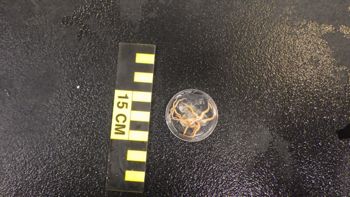 Media type: image;   Invertebrate Zoology 153141 Description: live specimen;